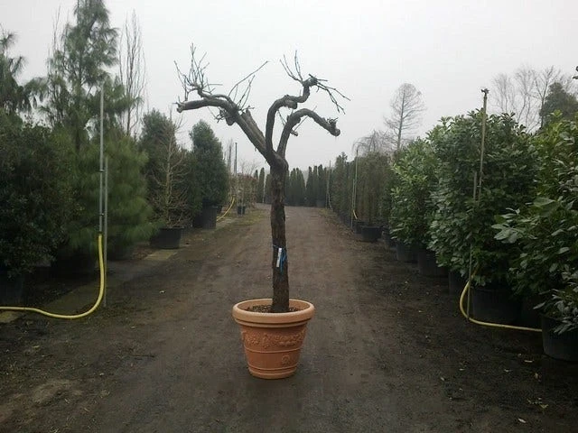 Druif, Op Stam (Vitis Vinifera) 15 Druif, Op Stam (Vitis Vinifera) - Afbeelding 13