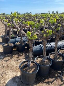 Druif, Op Stam (Vitis Vinifera) 25 Druif, Op Stam (Vitis Vinifera) -Planten Verkoopwinkel vitis vinifera 45l