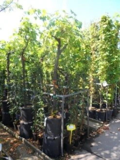 Druif, Op Stam (Vitis Vinifera) 39 Druif, Op Stam (Vitis Vinifera) -Planten Verkoopwinkel vitis vinifera halfstam 12 14 16