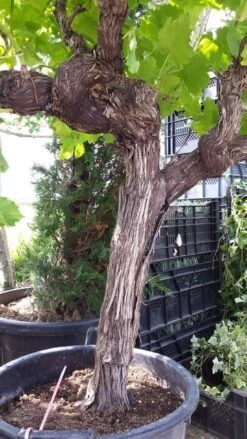 Druif, Op Stam (Vitis Vinifera) 30 Druif, Op Stam (Vitis Vinifera) -Planten Verkoopwinkel vitisopstam03