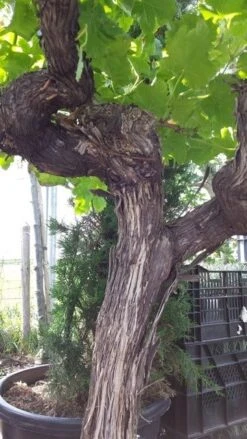 Druif, Op Stam (Vitis Vinifera) 31 Druif, Op Stam (Vitis Vinifera) -Planten Verkoopwinkel vitisopstam04