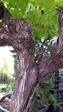 Druif, Op Stam (Vitis Vinifera) 32 Druif, Op Stam (Vitis Vinifera) -Planten Verkoopwinkel vitisopstam05