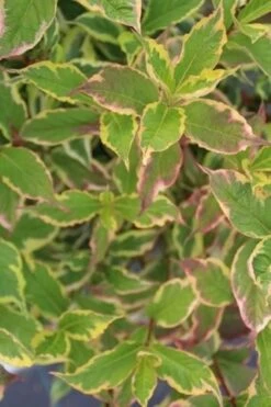 Weigela (Weigela Florida 'Variegata') -Planten Verkoopwinkel weigela florida variegata 1