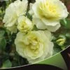 Stamroos (Rosa 'White Meilove') -Planten Verkoopwinkel white meilove v