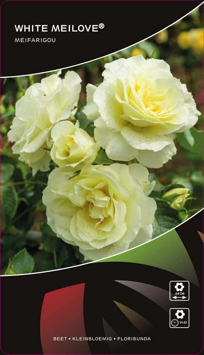 Stamroos (Rosa 'White Meilove') 3 Stamroos (Rosa 'White Meilove')