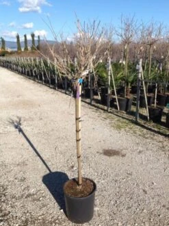Blauwe Regen Als Halfstam (Wisteria Floribunda 'Issai') -Planten Verkoopwinkel wisteriaflorissaihalfstam02