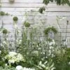 Borderpakket Witte Border -Planten Verkoopwinkel witte border moh 0615 6824