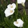 Moerasaronskelk (Zantedeschia Aethiopica) -Planten Verkoopwinkel zantedeschia aethiopica 2006