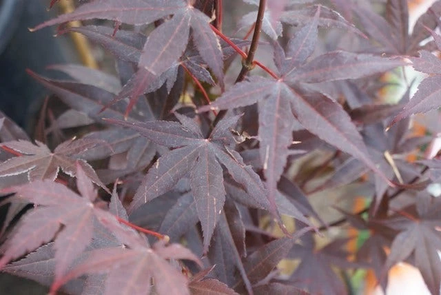 Planten Verkoopwinkel -Planten Verkoopwinkel acer palmatum bloodgood 2